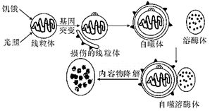 植物細(xì)胞內(nèi)物質(zhì)代謝與海洋生物活性物質(zhì)提取的關(guān)聯(lián)探究