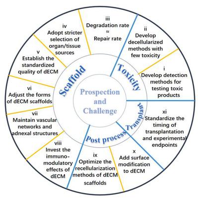 我校在生物活性材料領(lǐng)域取得新進(jìn)展 組織工程支架純化技術(shù)最新綜述發(fā)表